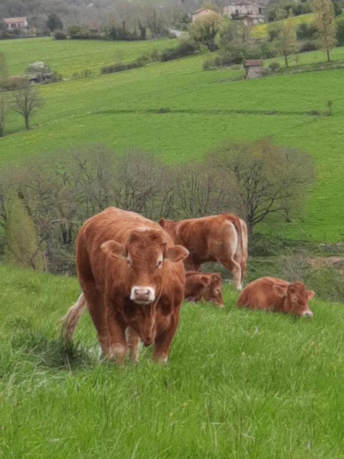 Les Coteaux De Planeze, Ideal Deplacement Pro Lejlighed Saint-Laurent-les-Tours Eksteriør billede